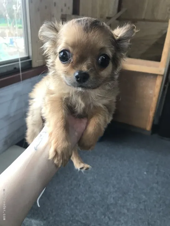 ID：1912-03022の子犬