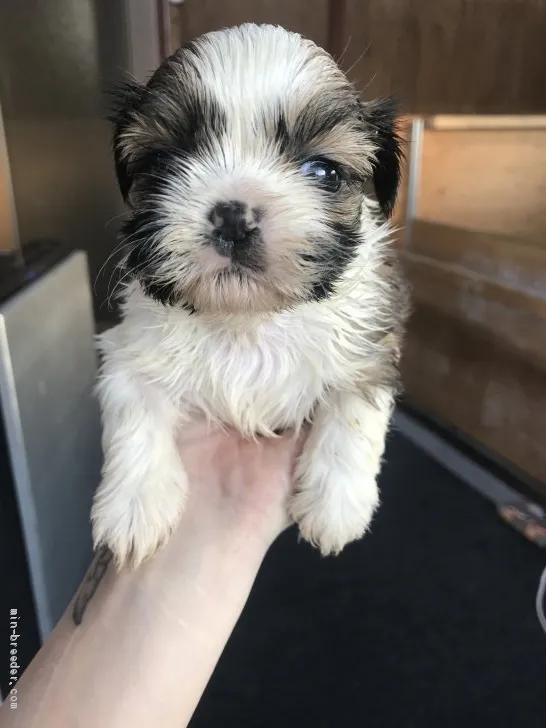 ID:1912-01752の子犬