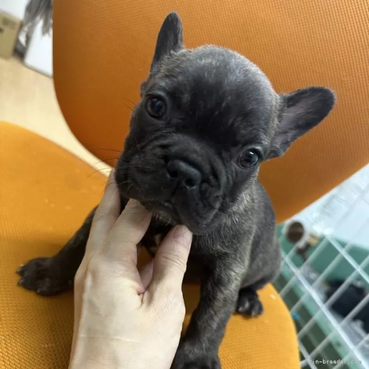 ID:2407-07204の子犬