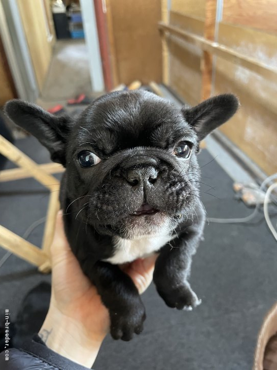 フレンチブルドッグ 千葉県 女の子 21年1月12日 ブリンドル かわいいフレブル みんなのブリーダー 子犬id 2102 フレンチブルドッグ 千葉県 女の子 21年1月12日 ブリンドル かわいいフレブル みんなのブリーダー 子犬id 2102