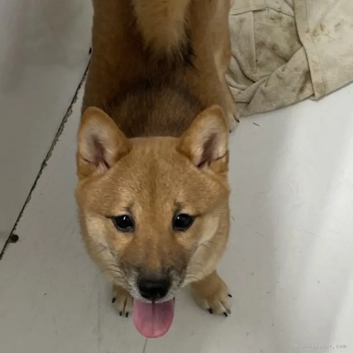 ID：2209-00765の子犬
