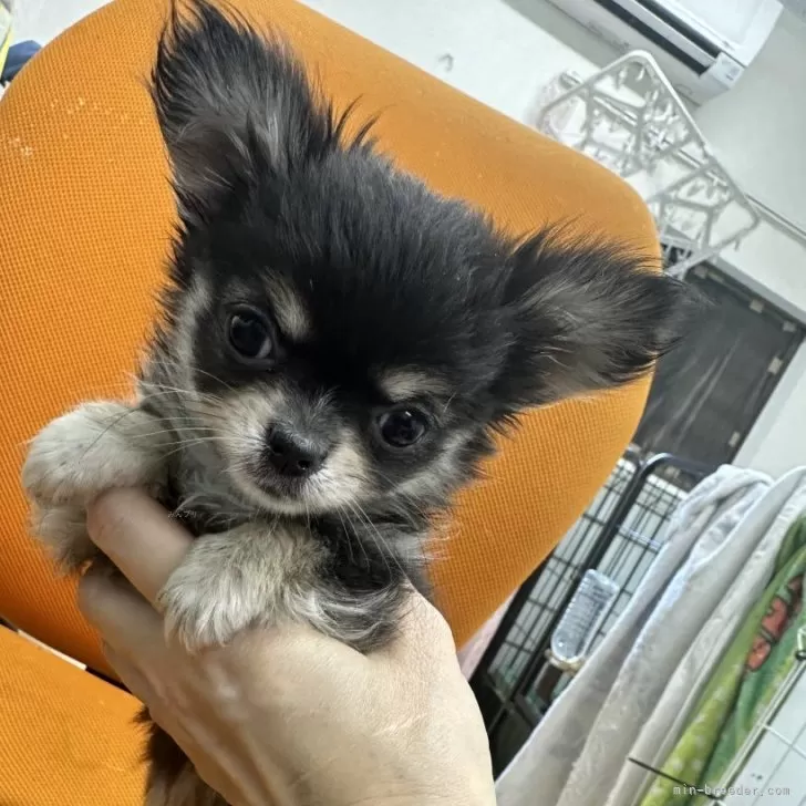 ID：2405-02250の子犬