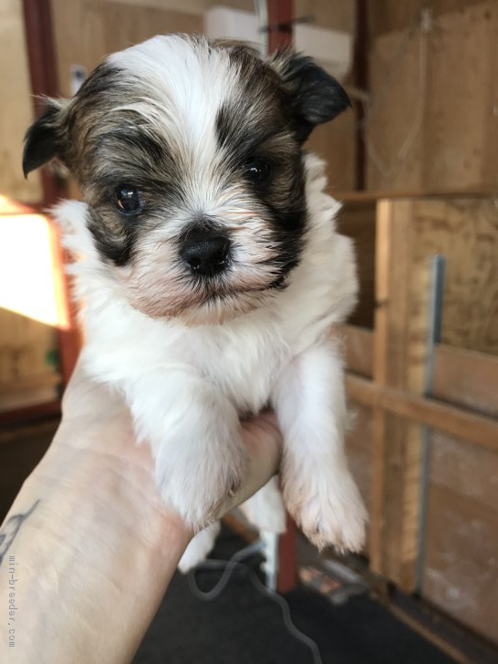 シーズー と マルチーズ の ミックス 犬