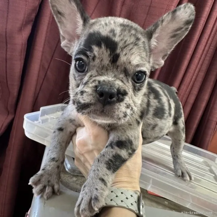 ID:2307-02187の子犬