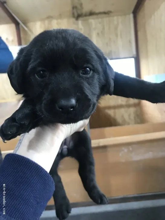 ID:1911-02595の子犬
