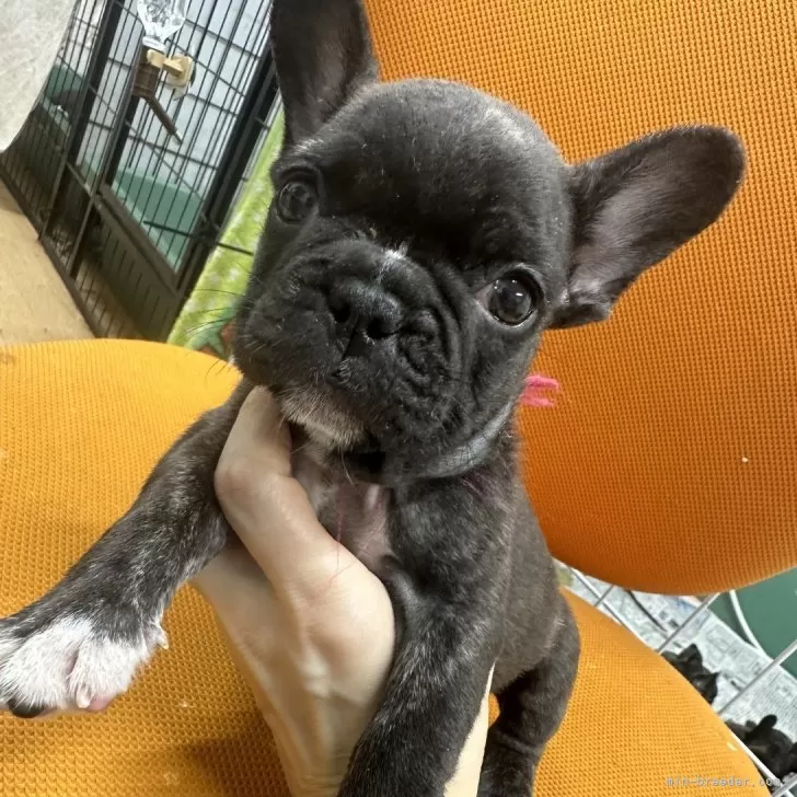 ID:2407-05312の子犬