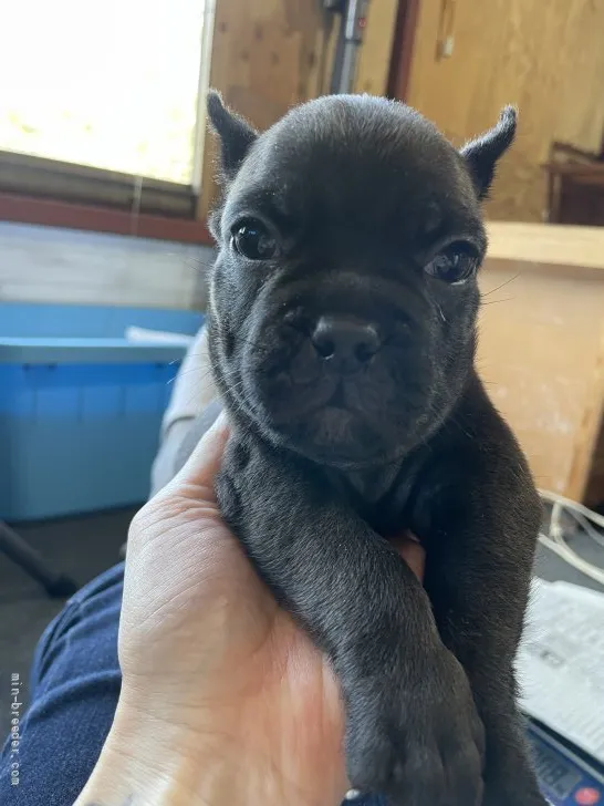 キタカツ 様のお迎えした子犬