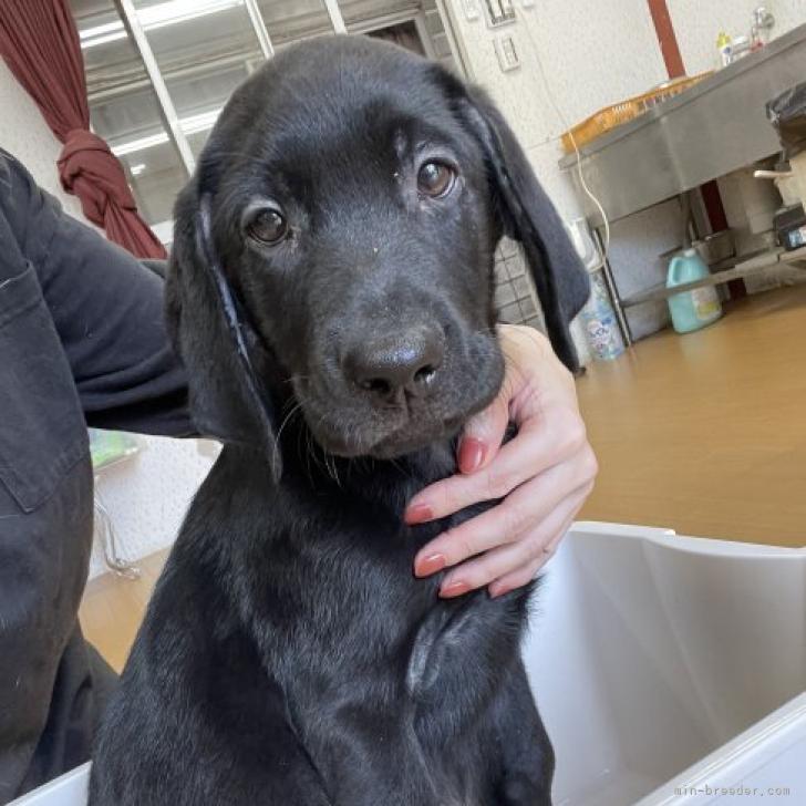 ラブラドールレトリバー 千葉県 男の子 22年7月26日 ブラック イケメン男の子です みんなのブリーダー 子犬id 29