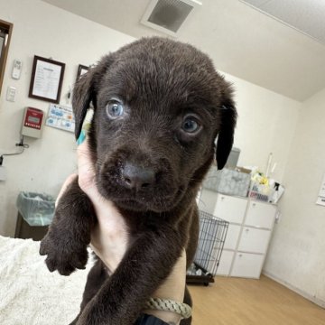 ラブラドールレトリバー【千葉県・男の子・2024年3月22日・チョコレート】の写真「チョコラブくん😍😍」