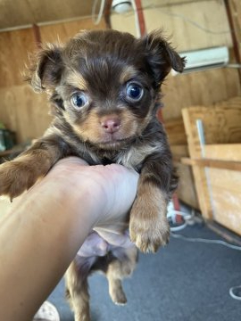 チワワ(ロング)【千葉県・男の子・2021年5月2日・チョコタン】の写真「ピンクの鼻がチャームポイント❤️」