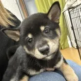 柴犬(標準サイズ)【千葉県・女の子・2022年12月6日・黒】の写真1