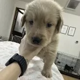 ゴールデンレトリバー【千葉県・男の子・2024年8月29日・ゴールド】の写真1