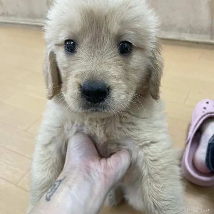 ID:2207-04581の子犬