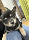 柴犬(標準サイズ)【千葉県・女の子・2022年12月6日・黒】の写真2