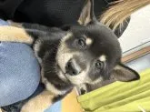 柴犬(標準サイズ)【千葉県・女の子・2022年12月6日・黒】の写真3