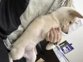 柴犬(標準サイズ)【千葉県・男の子・2024年7月10日・白】の写真4