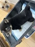 柴犬(標準サイズ)【千葉県・女の子・2022年12月6日・黒】の写真5