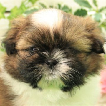 数量限定：今だけおまけ付】正月飾り◇シーズー おんなのこ sindufla ...