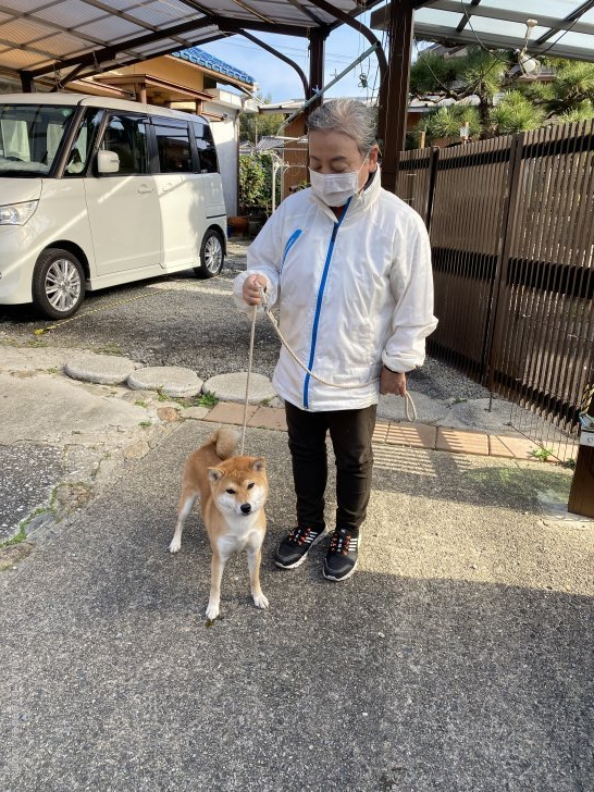 池田　孝子(いけだ　たかこ)ブリーダー(三重県・柴犬・日本犬保存会登録)の紹介写真1