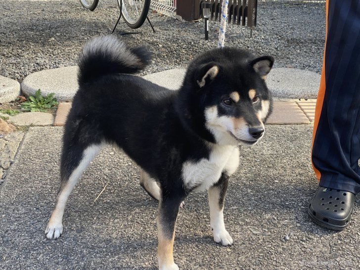 池田　孝子(いけだ　たかこ)ブリーダー(三重県・柴犬・日本犬保存会登録)の紹介写真4