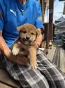 柴犬(標準サイズ)【三重県・男の子・2025年7月18日・赤】の写真10