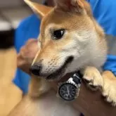 柴犬(標準サイズ)【三重県・女の子・2025年5月1日・赤毛】の写真10