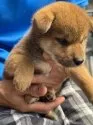 柴犬(標準サイズ)【三重県・男の子・2025年7月18日・赤】の写真10