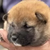 柴犬(標準サイズ)【三重県・女の子・2025年5月1日・赤毛】の写真11