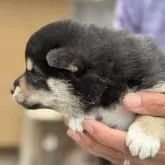 柴犬(標準サイズ)【三重県・女の子・2025年5月15日・黒】の写真12