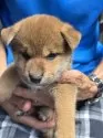 柴犬(標準サイズ)【三重県・男の子・2025年7月18日・赤】の写真12