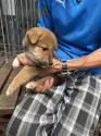 柴犬(標準サイズ)【三重県・男の子・2025年7月18日・赤】の写真12