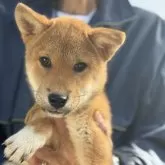 柴犬(標準サイズ)【三重県・男の子・2025年7月18日・赤】の写真10