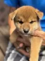 柴犬(標準サイズ)【三重県・男の子・2025年7月18日・赤】の写真14
