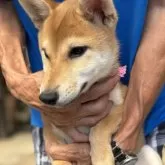 柴犬(標準サイズ)【三重県・女の子・2025年5月1日・赤毛】の写真14