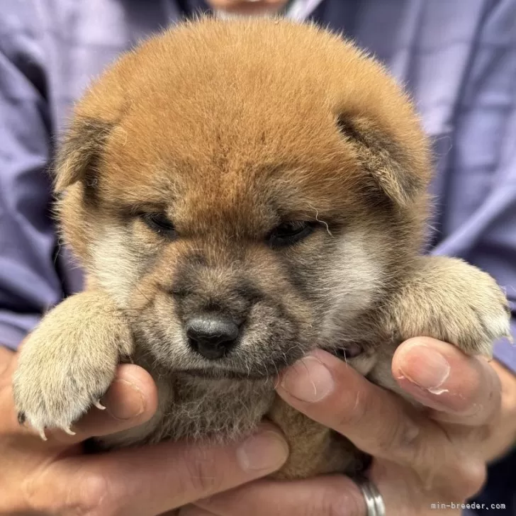 ちょび 様のお迎えした子犬