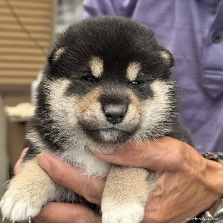 柴犬(標準サイズ)【三重県・女の子・2025年5月15日・黒】の写真1「体重1.2kg、まだまだ赤ちゃん!」