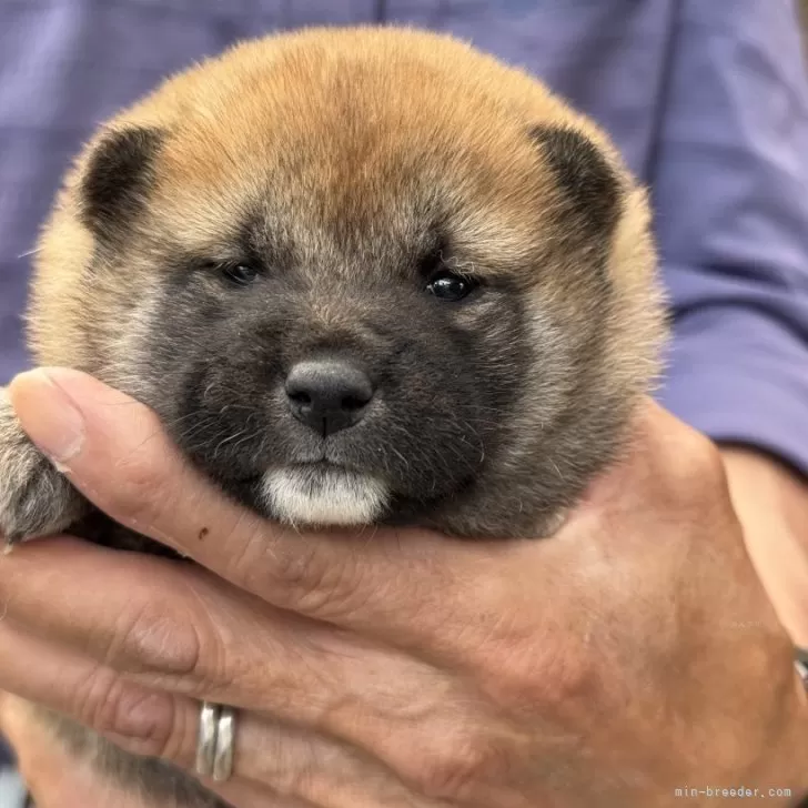 柴犬(標準サイズ)【三重県・女の子・2025年5月1日・赤毛】の写真1「体重1.0Kgまだまだ赤ちゃん」