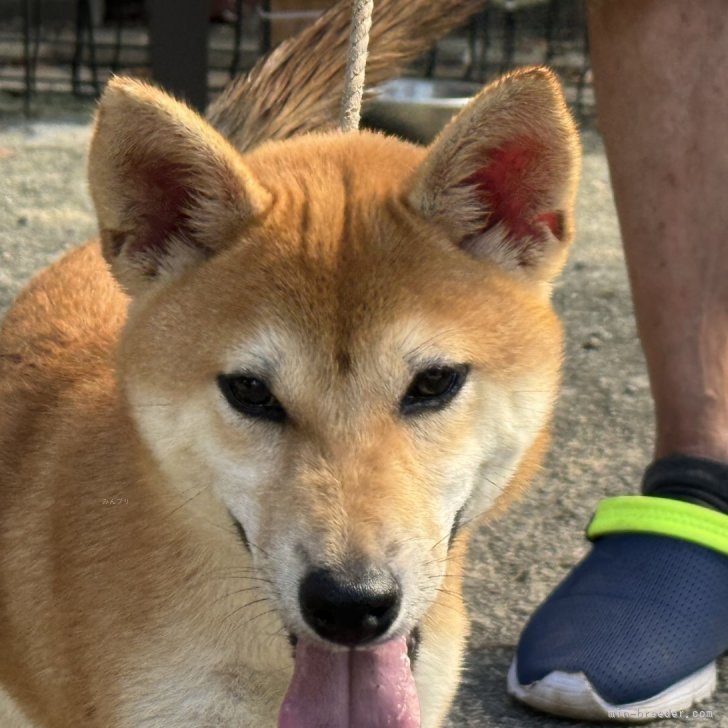 渋い顔の犬➰金属製 めちゃ重 child_img_1_fe3dd90e1197.jpg