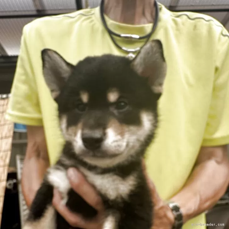 柴犬(標準サイズ)【三重県・男の子・2025年5月15日・黒柴】の写真1「体重1.1kg、口元もしっかりして、いい毛色」