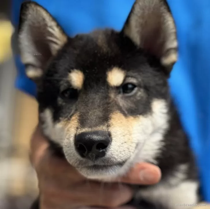 ID：2506-01498の子犬