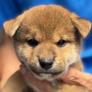 柴犬(標準サイズ)【三重県・男の子・2025年7月18日・赤】の写真「やや小型の愛らしい男の子です」