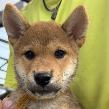 柴犬(標準サイズ)【三重県・男の子・2025年7月18日・赤】の写真「優しい顔立ちの男の子です」