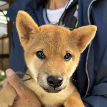 柴犬(標準サイズ)【三重県・男の子・2025年7月24日・赤】の写真「優しい顔立ちの男の子です☺️」
