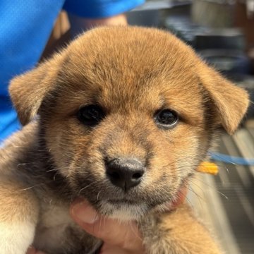 柴犬(標準サイズ)【三重県・男の子・2025年7月18日・赤】の写真「優しい顔立ちの男の子です」