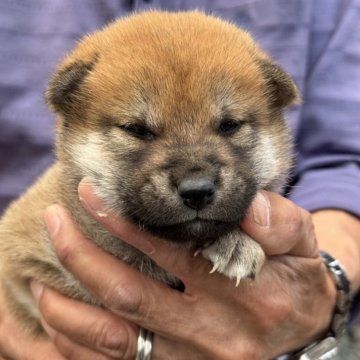 柴犬(標準サイズ)【三重県・女の子・2025年5月1日・赤毛】の写真「まだまだ赤ちゃん☺️」