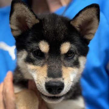 柴犬(標準サイズ)【三重県・女の子・2025年5月15日・黒】の写真「頭も口元しっかり綺麗な毛色のとてもいい黒柴！」