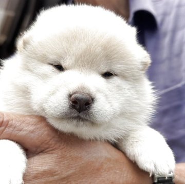 柴犬(標準サイズ)【三重県・女の子・2025年5月15日・白】の写真「鼻もちゃんと黒くていい白柴です」