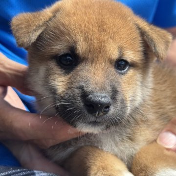 柴犬(標準サイズ)【三重県・女の子・2025年7月18日・赤】の写真「顔立ちの整ったいい子です(´∀`)」