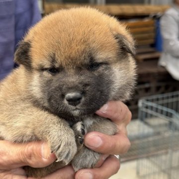 柴犬(標準サイズ)【三重県・男の子・2025年5月1日・赤毛】の写真「まだまだ赤ちゃん☺️」