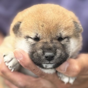 柴犬(標準サイズ)【三重県・男の子・2025年5月1日・赤毛】の写真「まだまだ赤ちゃん☺️」